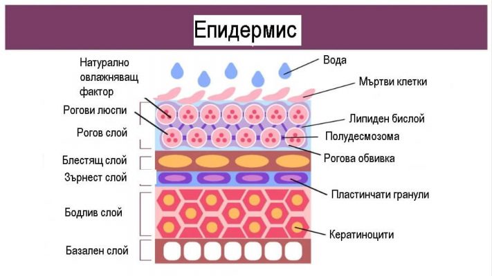 епидермис