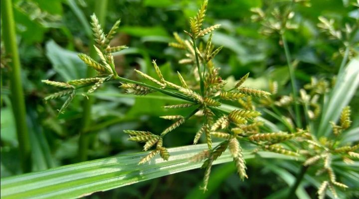 Cyperus rotundus